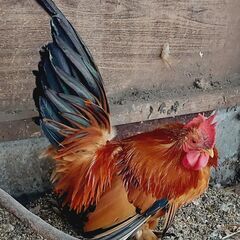 「終了」チャボ（オス）差し上げます😀