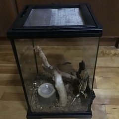 爬虫類飼育セットの画像