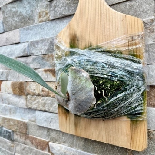 P.veitchii_ Auburn river OC ◇ 子株 株分ヴィーチー