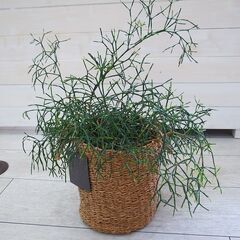 差し上げます　リプサリス ハティオラ サリコルニオイデス