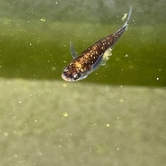 アクアリウム。メダカ。改良メダカ
