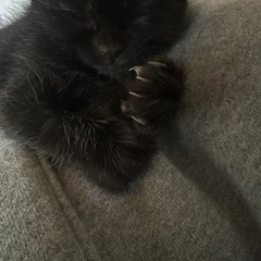 黒猫ちゃん1ケ月
