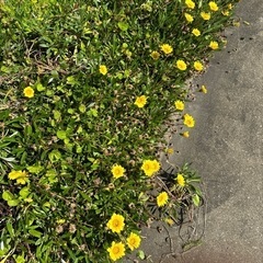 ガザニア　苗　