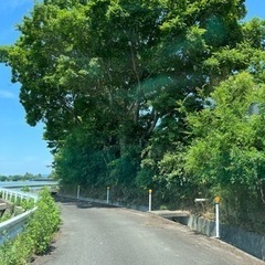 木の伐採