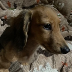 里親決まりましたありがとうございます