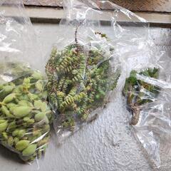 多肉植物　ゴーラム　熊童子　他