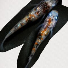 ✨綺麗なメダカの卵100粒採り放題企画✨