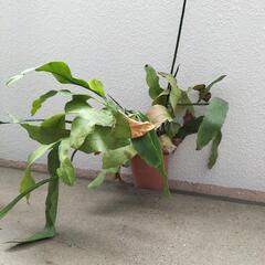 月下美人