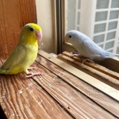 マメルリハ(インコ)2羽一緒にお迎えしてくださる里親募集