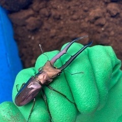 メタリフェルホソアカクワガタ　パープルの画像