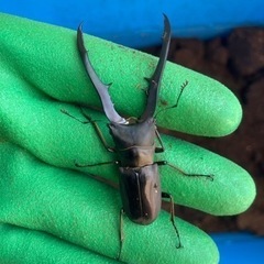 3頭　メタリフェルホソアカクワガタ　オス2メス1　黒