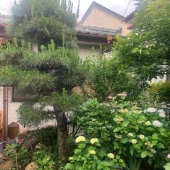 庭木差し上げます。