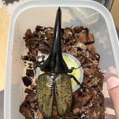【B品】ヘラクレスオオカブト　オス単品の画像