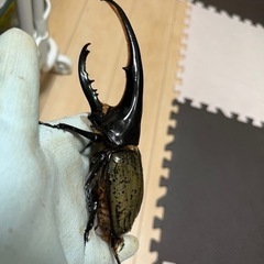 【B品】ヘラクレスオオカブト　オス単品の画像