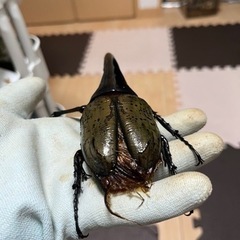 【B品】ヘラクレスオオカブト　オス単品の画像