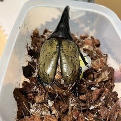 【B品】ヘラクレスオオカブト　オス単品の画像