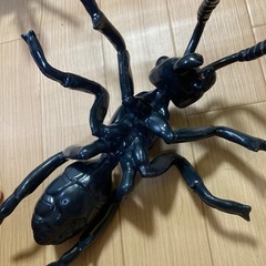 大きい蟻の画像