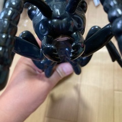 大きい蟻の画像