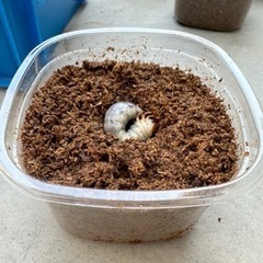 簡単羽化⭐︎お世話不用⭐︎アンタエウスオオクワガタ　幼虫の画像