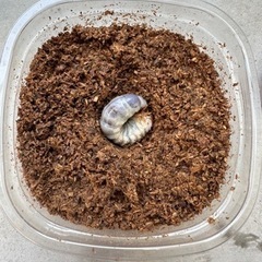 簡単羽化⭐︎お世話不用⭐︎アンタエウスオオクワガタ　幼虫の画像