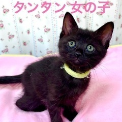 可愛い黒猫兄妹　タンタンとカブト