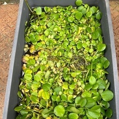 メダカ 水草