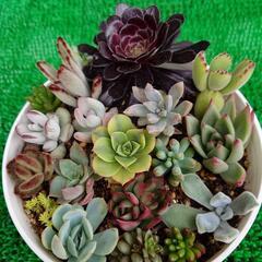 多肉植物寄せ植え