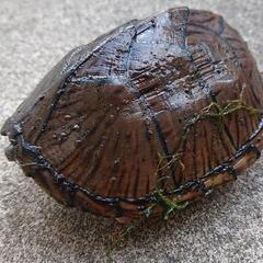 カブトニオイガメの中古が安い！激安で譲ります・無料であげます