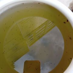 めだか　稚魚の画像