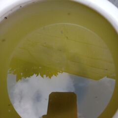 めだか　稚魚の画像