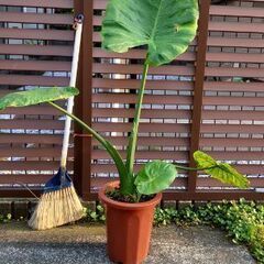 クワズイモの画像