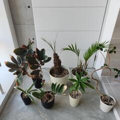 【処分物】観葉植物７点セット