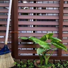 クワズイモ4の画像