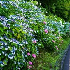 6/22(土)鎌倉あじさい鑑賞＋夕食会30代40代50代参加者募集 ※定員に達しましたので募集は締め切りました - 友達