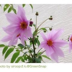 生活雑貨 家庭用品 ガーデニング　皇帝ダリアの花苗