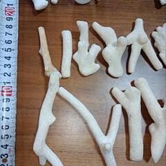 サンゴの画像