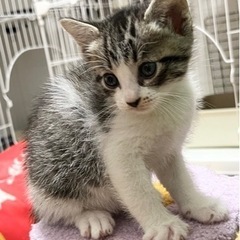 【里親様決定！！】キジ白ハチワレの甘えん坊の男の子🤎🤍