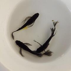 オロチサタン(鰭長)　メダカ有精卵　20個＋5個の画像