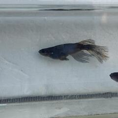 オロチサタン(鰭長)　メダカ有精卵　20個＋5個の画像