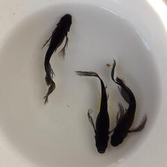 オロチサタン(鰭長)　メダカ有精卵　20個＋5個の画像