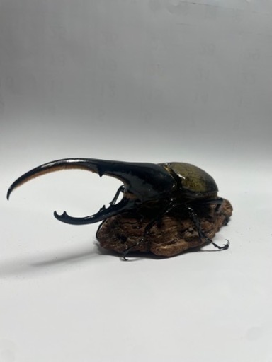 ⑭ヘラクレスオオカブト新成虫ペア品　遠方取引可能