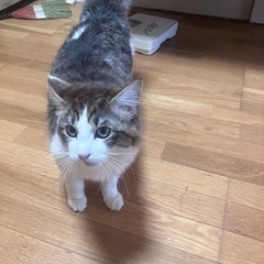 里親募集