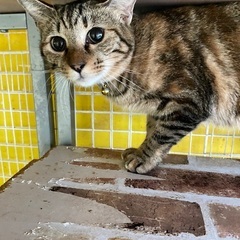 綺麗なムギワラ猫の女の子　シュガー