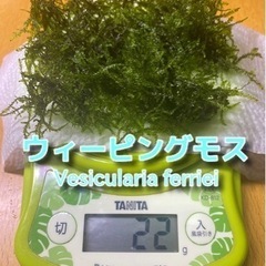 ウィーピングモス🍀