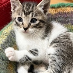 【里親様決定！！】キジ白の可愛い男の子🤎🤍