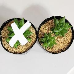 多肉植物　ムルチフォリア　ハオルチア