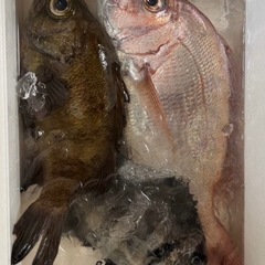 サーフ釣り教えてくれませんか？