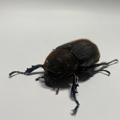 もっちゃん様取引中⑮ヘラクレスオオカブト新成虫ペア品　遠方取引可能の画像