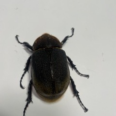 もっちゃん様取引中⑮ヘラクレスオオカブト新成虫ペア品　遠方取引可能の画像