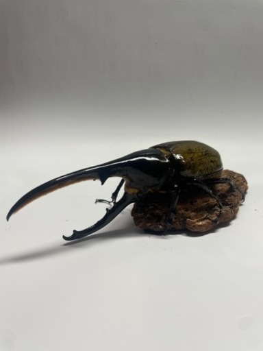 もっちゃん様取引中⑮ヘラクレスオオカブト新成虫ペア品　遠方取引可能